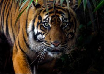 2 Harimau Lepas Di Singkawang, Kalimantan Barat