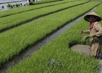 Dampak Program Food Estate Masih Belum Jelas