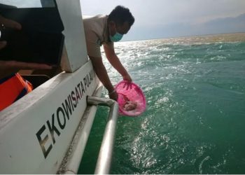 KKP Lepas Benih Lobster Hasil Sitaan