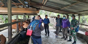 Gaet Dinas Peternakan Kab. Keerom, Satgas Yonif MR 413 Kostrad Cek Kesehatan Hewan Ternak