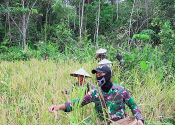 Satgas Pamtas Yonif 642/Kapuas Bantu Panen Padi Warga Sei Daun