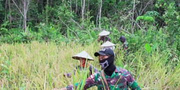 Satgas Pamtas Yonif 642/Kapuas Bantu Panen Padi Warga Sei Daun