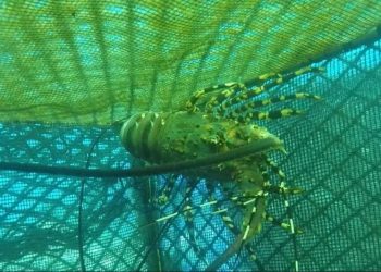 Aparat Gagalkan Penyelundupan 84.589 Ekor Benih Lobster di Tangerang