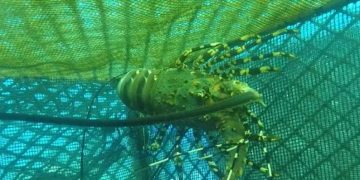 Aparat Gagalkan Penyelundupan 84.589 Ekor Benih Lobster di Tangerang