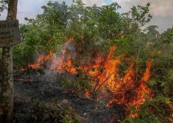 Sepanjang Januari- Maret 2021, Polda Riau Tahan 8 Pembakar Hutan Dan Lahan