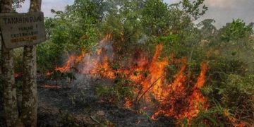 Sepanjang Januari- Maret 2021, Polda Riau Tahan 8 Pembakar Hutan Dan Lahan