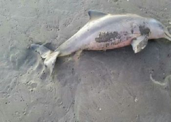 Seekor Lumba-Lumba Mati di Pantai Tapsel, Bobot 30 Kg