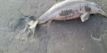 Seekor Lumba-Lumba Mati di Pantai Tapsel, Bobot 30 Kg
