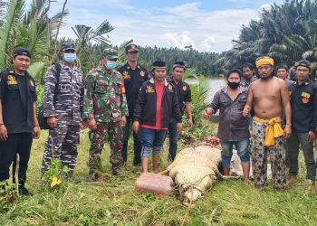 Personel TNI AL dan SAR serta Pawang Berhasil Temukan Buaya Pemangsa Bocah di Kaltim