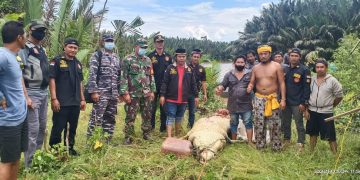 Personel TNI AL dan SAR serta Pawang Berhasil Temukan Buaya Pemangsa Bocah di Kaltim