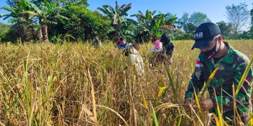 Musim Panen di Perbatasan, Satgas Yonif 642 Terjun Langsung Bantu Warga Panen Padi