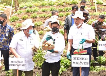 LBP Bolak Balik Ke Humbahas, Kali ini Panen Kentang