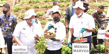 LBP Bolak Balik Ke Humbahas, Kali ini Panen Kentang