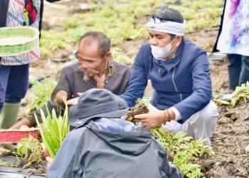 Kang Dedy Mulyadi Mantan Bupati Purwakerta ” Tengok ” Food Estate Di Humbahas