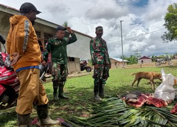 Meriahkan Penutupan TMMD ke-110, Warga Distrik Kawagit Sumbang Hewan Ternak