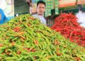 Harga Cabai Meroket? Ini Penyebabnya