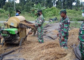 Sukseskan Swasembada Pangan, Hasil Panen 1 Ha Lahan Percontohan Koramil Bonggo Untuk Masyarakat