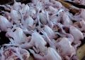 Kementerian Perdagangan Buka Opsi Impor Daging Ayam