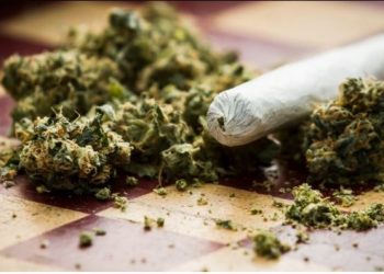 Resmi! New York Legalkan Peggunaan Ganja Untuk Kesenangan
