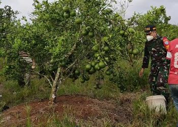 Membantu Perekonomian Masyarakat Di Saat Pandemi Covid-19, Koramil 1208-03/Tebas Melalui Babinsa Bantu Petani Jeruk