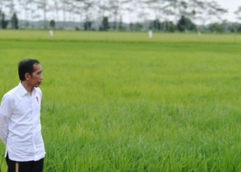 DPR Minta Program Food Estate Dievaluasi, Apa Penyebabnya?