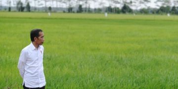 DPR Minta Program Food Estate Dievaluasi, Apa Penyebabnya?