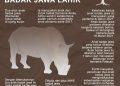 Horeee! Dua Anak Badak Jawa Lahir di Ujung Kulon