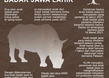 Horeee! Dua Anak Badak Jawa Lahir di Ujung Kulon