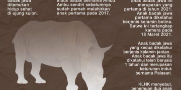 Horeee! Dua Anak Badak Jawa Lahir di Ujung Kulon