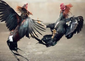 Polres Manggarai Dalami Kasus Judi yang Dibekingi Oknum Perwira Polisi