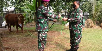 Sambut Peringatan Hari Raya Idul Adha, Kasal Serahkan Hewan Qurban