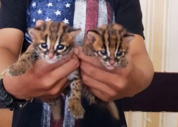 Ini salah Satu Alasan Mengapa kucing Selalu Ingat Pulang