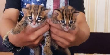 Ini salah Satu Alasan Mengapa kucing Selalu Ingat Pulang