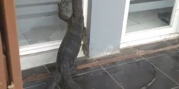 Biawak Serang Perkantoran Metland Menteng Jakarta Timur