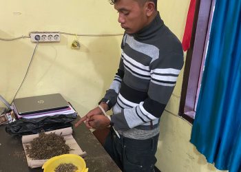 Simpan Ganja, Alvindo Silalahi Diringkus Sat Resnarkoba Polres Taput