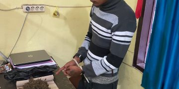 Simpan Ganja, Alvindo Silalahi Diringkus Sat Resnarkoba Polres Taput