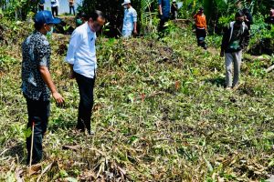 Presiden RI Joko Widodo (Jokowi) melakukan penanaman mangrove bersama masyarakat di Pantai Wisata Raja Kecik, Kabupaten Bengkalis, Riau, Selasa (28/09/2021) pagi. (dok: setkab)