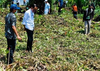 Presiden Jokowi Tanam Mangrove Bersama Masyarakat Bengkalis
