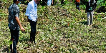 Presiden Jokowi Tanam Mangrove Bersama Masyarakat Bengkalis