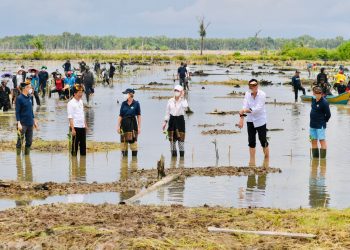 Presiden Jokowi Tanam Mangrove Bersama Dubes dan Masyarakat di Tana Tidung