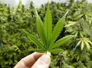 Illustrasi (iStockphoto)