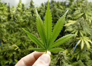 Warga Uganda Konsumsi Ganja untuk Pulihkan Diri dari Covid-19