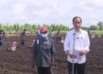 Presiden Jokowi Minta Produktivitas Pertanian di Papua Barat Ditingkatkan
