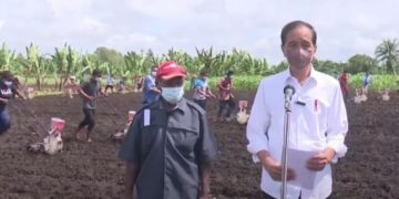 Presiden Jokowi Minta Produktivitas Pertanian di Papua Barat Ditingkatkan