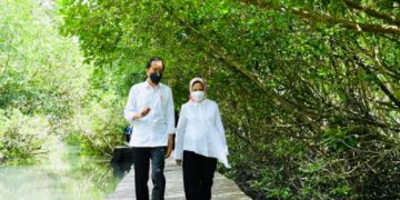 Presiden Jokowi Tinjau Hutan Mangrove di Bali