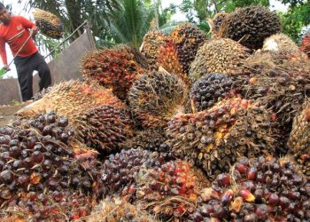 Ekspor Sawit Indonesia ke India dan China Melonjak pada Bulan Agustus 2021