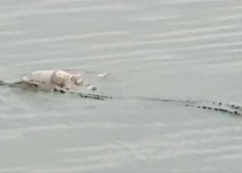 Pakar Jelaskan Fakta Seekor Buaya Antar Jasad Balita ke Tepi Sungai