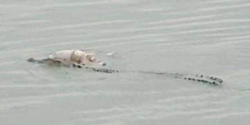 Pakar Jelaskan Fakta Seekor Buaya Antar Jasad Balita ke Tepi Sungai