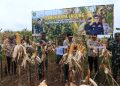 Bios – 44 Antarkan Kodim 0613/ Ciamis Sukses Panen Raya Jagung di Lahan Ketahanan Pangan