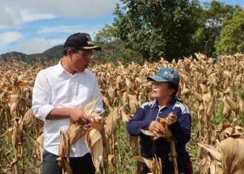 Petani Dapat Untung dari Program Jagung Bupati Humbahas